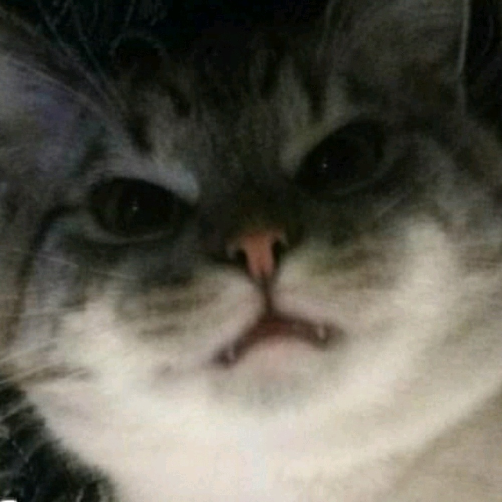 Meet your Posher, Salad